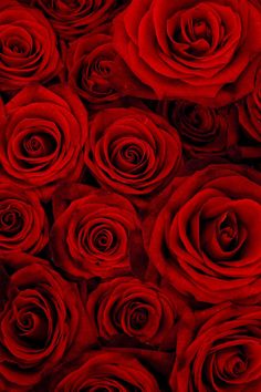 Red Rose Wallpaper Iphone X Rose Wallpaper Pinterest Iphone