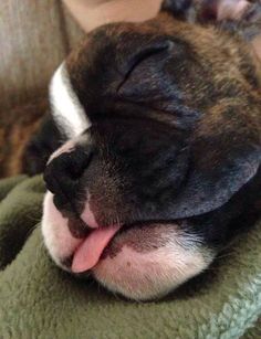 because every boxer dog should have a baby goat as a snuggle buddy