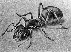 bug on escher moebius strip Hk nude girls