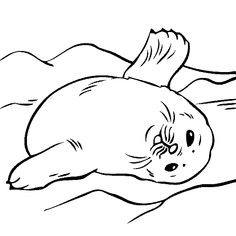 Seal Clipart Coloring Page