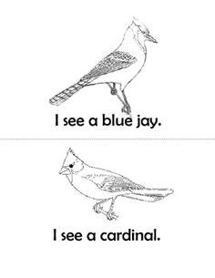 Bird Coloring Plateanimal Pages Color Plate Sheetprintable Picture See More Types Of Birds Easy Reader