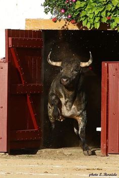 150 Ideas De Toros Bravos Toros Bravos Toros Toros De Lidia