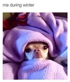 dog wrapped in blanket meme dog wrapped in blanket meme
