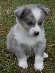australian shepherd with german shepherd corgi australian shepherd mix http www corgimixes com corgi australian shepherd with german shepherd corgi australian shepherd mix http www corgimixes com corgi