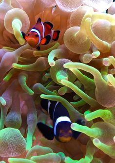 22 best reef ideas