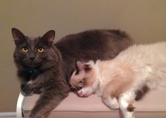 7 Best Rag Doll Kittens Cats Images 8 Months Dolls Month Olds Gabe Cuddling With His Brother He Was About 6 Months Old But