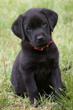 23 Meilleures Idees Sur Labradors Noirs Chiot Bebes Animaux Bebe Chien 23 Meilleures Idees Sur Labradors Noirs Chiot Bebes Animaux Bebe Chien