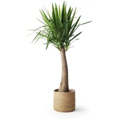 strøsand plantasjen strøsand plantasjen