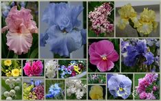 Delivery July//August TALL BEARDED IRIS GERMANICA /"A NEW BEGINNING/" Rhizome