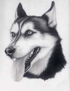 siberian husky outgoing and cheeky my drawing topics pinterest