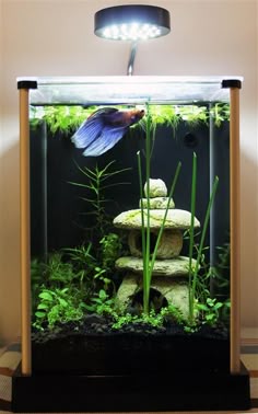 861 best betta tank