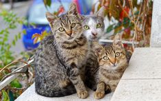 síntomas de diabetes felina ukc
