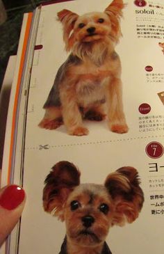 Male yorkie penis hair is hardened Thought differently, Male yorkie penis hair is hardened assured, that