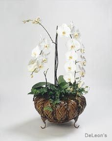bold houseplants - orchids and bromeliads inspiration for winter bold houseplants - orchids and bromeliads inspiration for winter
