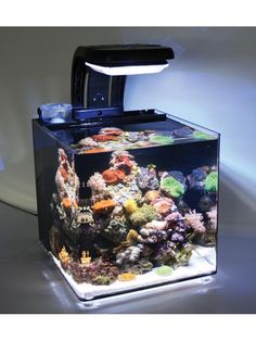 390 best nano reef tank images fish tanks aquarium ideas aquarium
