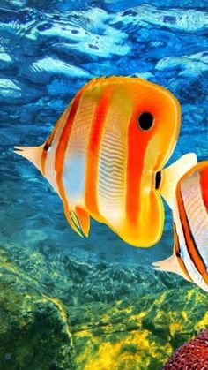55 best animals at