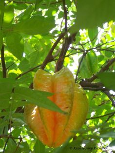 83 Best Carambolas Images On Pinterest Exotic Fruit Tropical Carambola Five Fingers Star Fruit In St Augustine Trinidad Photographed By Rachel Amy Rochford Also Known As