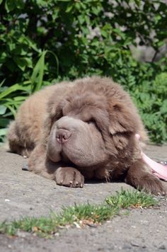 Lillac Bear Coat Shar Pei Look Just Like A Teddy Sharpei Lillac Bear Coat Shar Pei Look Just Like A Teddy Sharpei Wrinklydog Dogwithwrinkles Wrinkles Aren T All Bad Pinterest