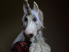 Wilk Testa di Cavallo Maschera Maschere Divertenti Animali Testa di Cavallo Maschera Collection Maschera di Halloween Costume da Animale per Cosplay