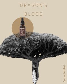 Dragon S Blood Essential Oil Dragon S Blood Essential Oil