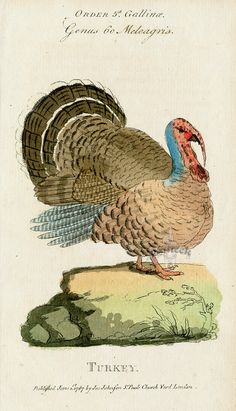 601 best vintage turkey images on pinterest vintage thanksgiving
