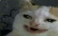 pix Gato Triste Memes De Gatos Llorando meme gato triste