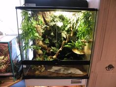 planted hexagonal vivarium for crested gecko lots of pics crested gecko tank size