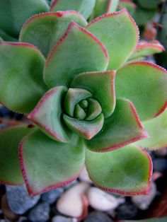 140 Sukkulenten Aeonium Ideen Sukkulenten Kakteen Und Sukkulenten Sukkulenten Pflanzen