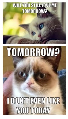 shaved cat funny quotes memes quote cat meme lol funny quote funny ba9ce779568fbde5dcff1a93dc068b6c grumpy cat quotes grumpy cats shaved cat funny quotes memes quote cat meme lol funny quote funny,Busier Than A Meme