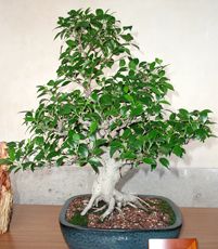 Ficus microcarpa ginseng Bonsai! | Bonsai | Pinterest | Bonsai baum ... Ficus microcarpa ginseng Bonsai! | Bonsai | Pinterest | Bonsai baum ...