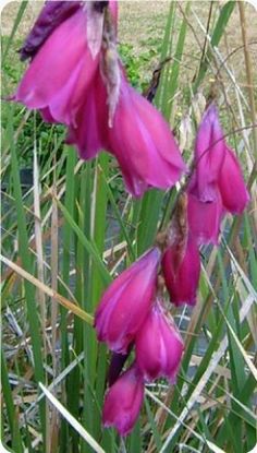 Forestfarm Plant Nursery Online One Of The 2 Best Sources D Seedlings Of A Dark Violet Selection