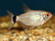 243 best tetra fish