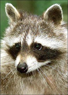 the shape and size of a raccoons home range varies depending on age raccoon size