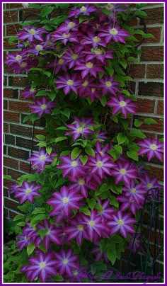 Las Amaryllis Belladonna These Are Perennial One Of The Clematis Vines In Back Garden Theme This Week Shade Flowerspurple