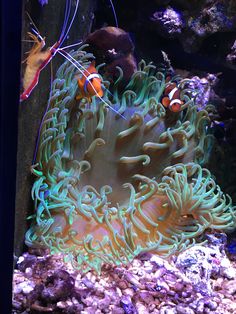 28 best aquarium live
