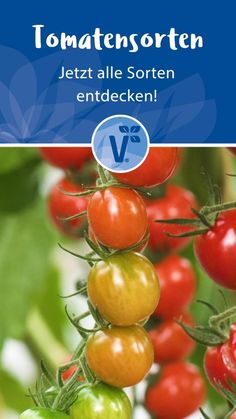 Samen *Beste Sorten zum Einlegen Tomato seeds Tomate *Birnen /& Pflaumen Mix* 20