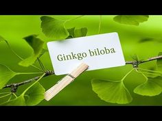 Capsulas beneficios biloba em do ginkgo