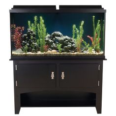 60 best here fishy