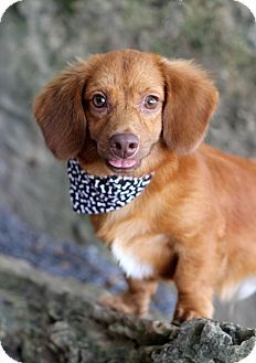 Pin By Uber Wagmore On Adopt A Hound Dachshund Mix