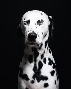 White villein on doggy