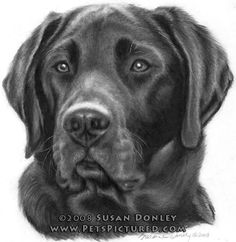 check out the labrador retriever drawing available in hd resolution you can easily share this amazing drawing image with your friends and family