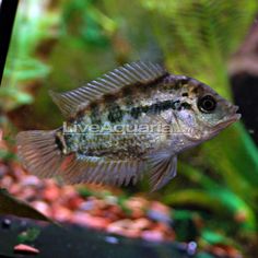82 best freshwater fish