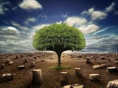 15 Ideas De El Impacto Ambiental De Las Poblaciones Humanas Impacto Ambiental Poblacion Humana Ambientales
