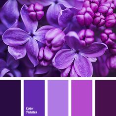 53 Best Orchid Color Images In 2019 Beautiful Places Lavender Almost Black Color Blue Matching Of Hydrangea