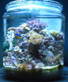 51 best reef tanks