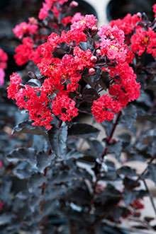 72 Best E Myrtle Images On Pinterest Plants Blossom Trees And Black Diamond E Myrtle Best Red For Fast Growing Trees Leaves
