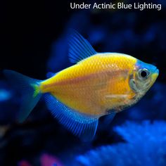 283 best tetras danios