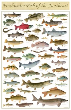 198 best fish images