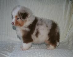 3 week old australian shepherd puppy blue merle female australian shepherd pup she is only 3 weeks old 3 week old australian shepherd puppy blue merle female australian shepherd pup she is only 3 weeks old