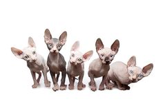 150 Idees De Les Sphynx Chat Sans Poils Chat Animaux 150 Idees De Les Sphynx Chat Sans Poils Chat Animaux